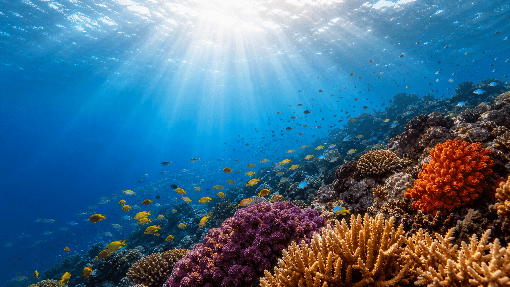 A wide underwater scene of a vibrant tropical coral reef in clear shallow water, schools of small bright yellow and electric blue fish darting through purple and orange branching coral, distinct god-rays of sunlight piercing the surface above, the deep blue water gradient receding into darkness in the far distance, nature documentary composition, photorealistic.