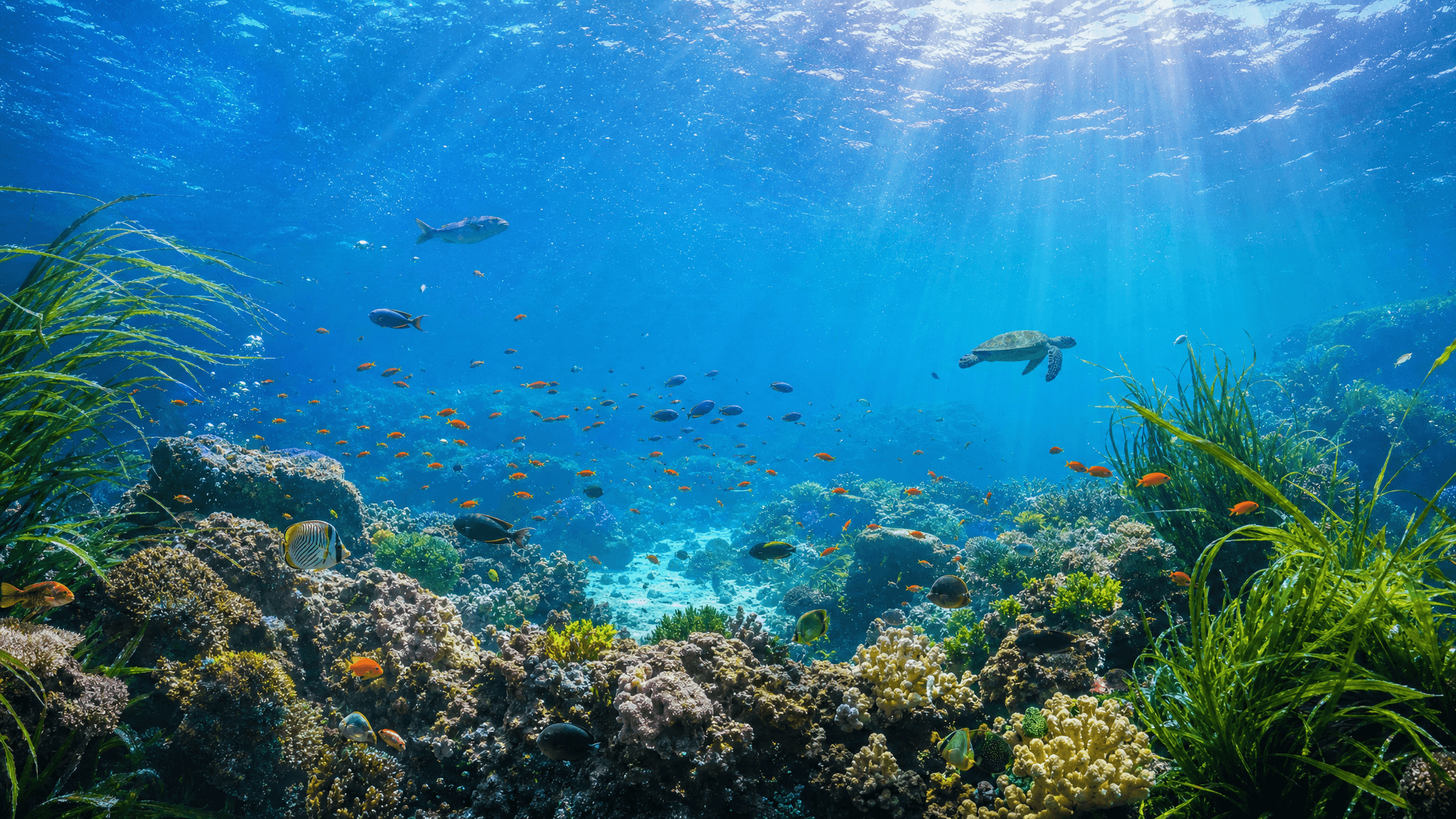 Ultra realistic underwater world, crystal clear blue seawater, colorful tropical fish, glowing coral reefs, soft sunlight filtering through water waves, floating seaweed, tiny bubbles, diverse marine creatures, vivid colors, cinematic light, 8K, high detail, panoramic view